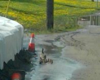 A new brood of ducklings at high water 2017 File Photo KDG